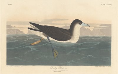 Dusky Petrel, 1836. av Robert Havell
