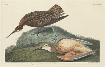 Curlew eskimåer, 1834. av Robert Havell