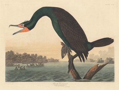Floridaskarv, 1835. av Robert Havell