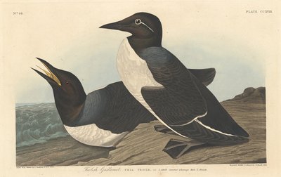 Dåraktiga lolgrisslan, 1834. av Robert Havell