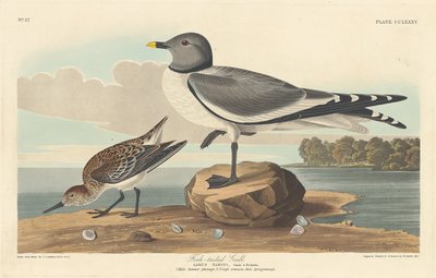Gaffelstjärtmås, 1835. av Robert Havell