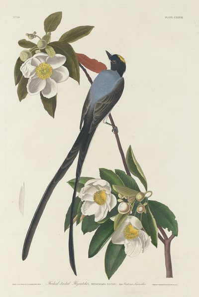 Gaffelsvansflugsnappare, 1833. av Robert Havell