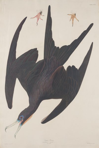 Fregatt Pelican, 1835. av Robert Havell
