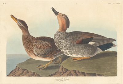 Gadwall Duck, 1836. av Robert Havell