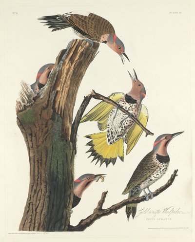Guldvingad hackspett, 1828. av Robert Havell