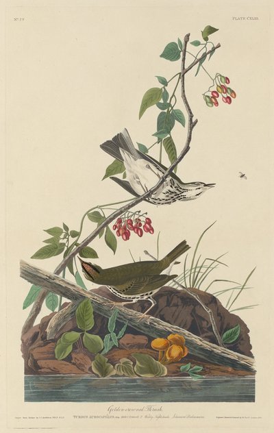 Guldkrönt trast, 1832. av Robert Havell