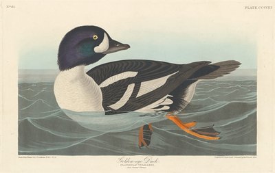 Guldöga anka, 1838. av Robert Havell