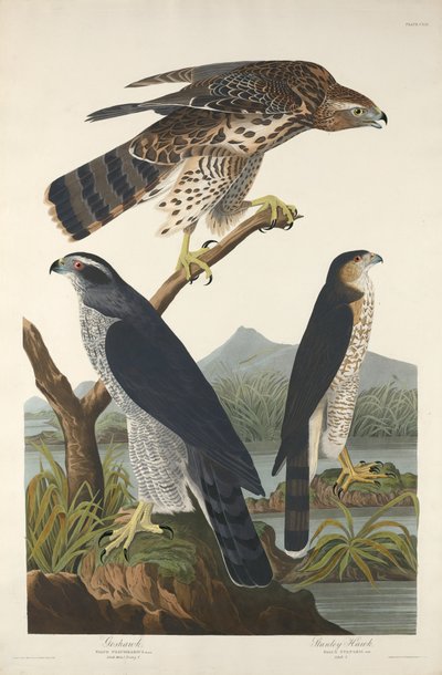 Goshawk och Stanley Hawk, 1832. av Robert Havell
