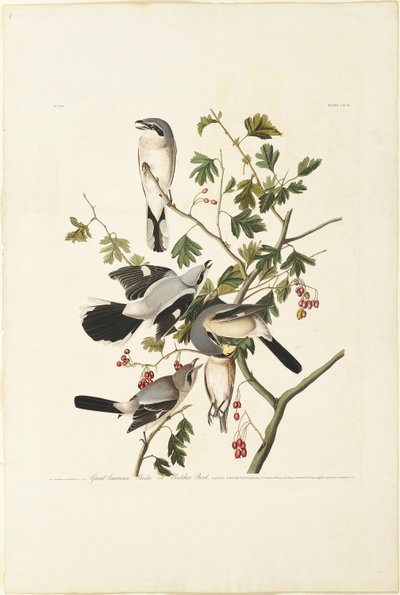 Great American Shrike av Robert Havell