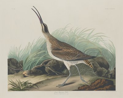 Storkurleskimåer, 1835. av Robert Havell