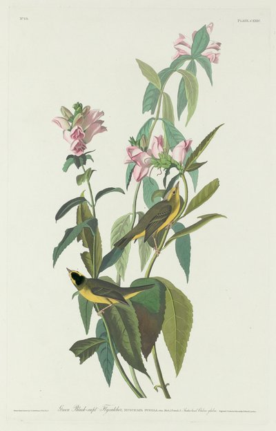 Grön svart-Capt flugsnappare, 1831. av Robert Havell