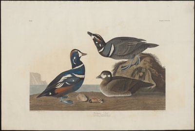 Harlekinanka av Robert Havell