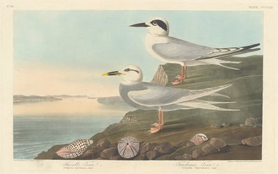 Havells tärna och Trudeaus tärna, 1838. av Robert Havell