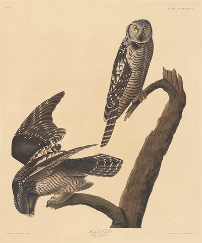 Hökuggla, 1837. av Robert Havell