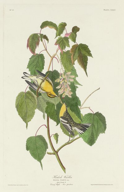 Hemlock sångare, 1832. av Robert Havell