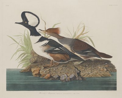 Hooded Merganser, 1834. av Robert Havell