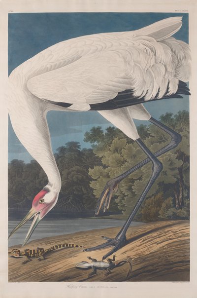 Hooping Crane, 1834. av Robert Havell
