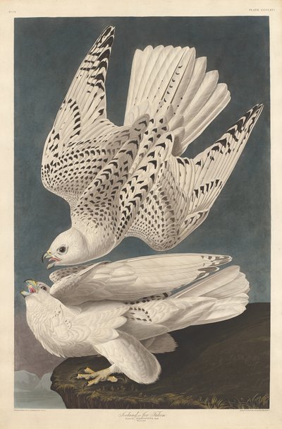 Island eller Jer Falcon, 1837. av Robert Havell