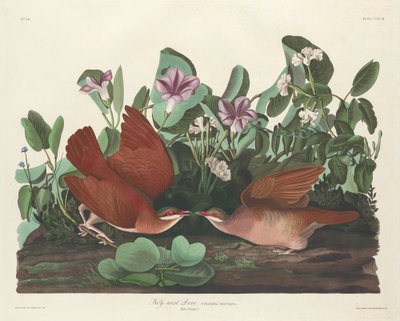 Key-west Dove, 1833. av Robert Havell
