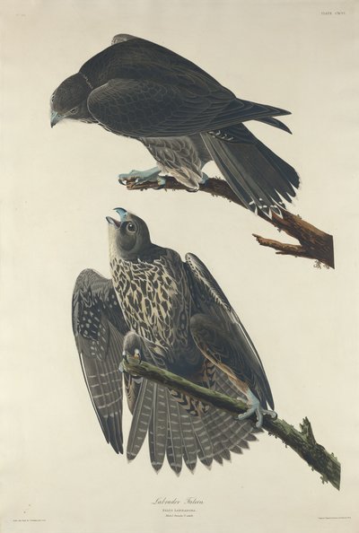 ラブラドール ファルコン、1834 年。スウェーデン語 av Robert Havell