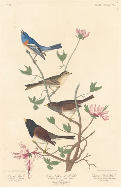 Lazuli Finch, Clay-colored Finch och Oregon Snow Finch, 1837. av Robert Havell