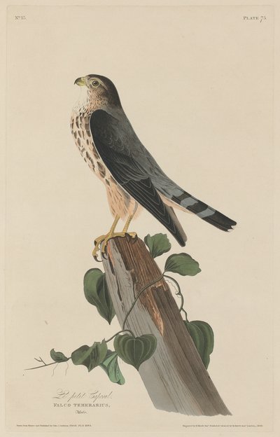 Den lille korpralen, 1829. av Robert Havell