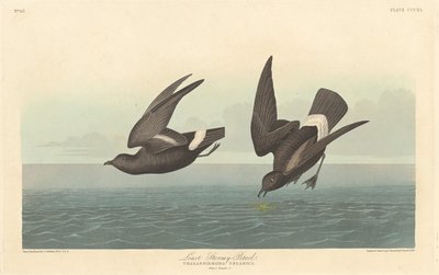 Minst stormiga petrel, 1836. av Robert Havell