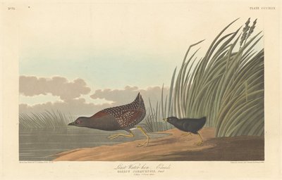Minst vattenhöna, 1836. av Robert Havell