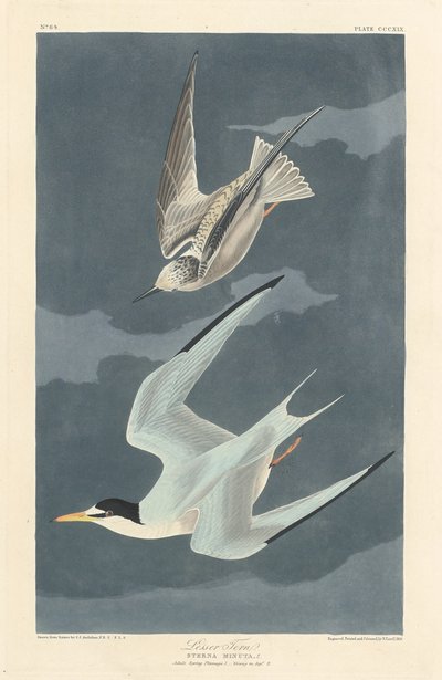 Lilla Tern, 1836. av Robert Havell