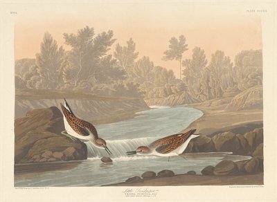 Lilla sandsnäppan, 1836. av Robert Havell