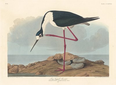 Långbent Avocet, 1836. av Robert Havell