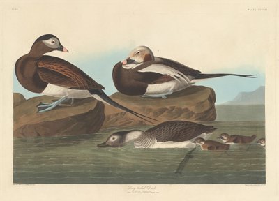 Långsvansand, 1836. av Robert Havell