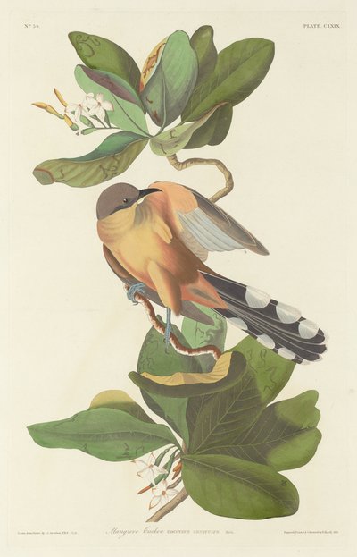 Mangrovegöken, 1833. av Robert Havell