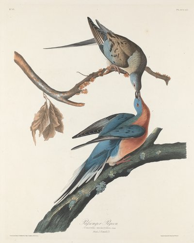 Passagerarduva, 1829. av Robert Havell