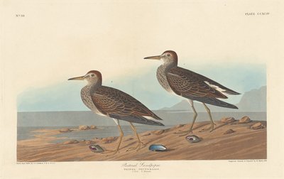 Bröstsnäppa, 1836. av Robert Havell