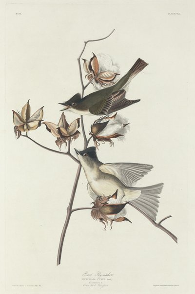 Pewit flugsnappare, 1831. av Robert Havell