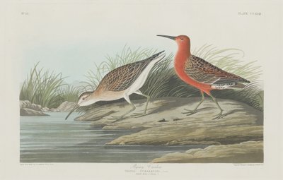 Pigmy Curlew, 1835. av Robert Havell