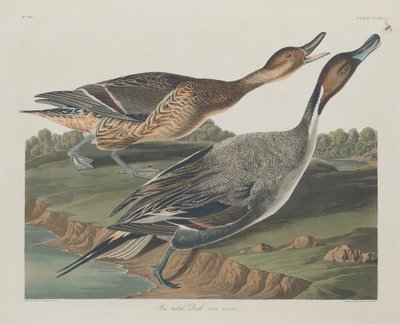 Pin-tailed Duck, 1834. av Robert Havell