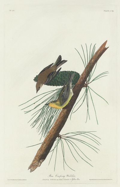 Tallkrypsångare, 1832. av Robert Havell