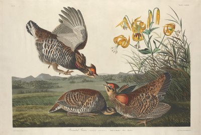 Pinnat Grous, 1834. av Robert Havell