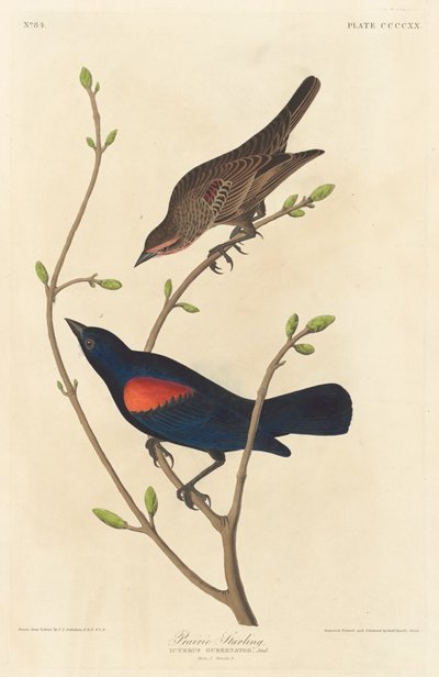 Prairie Starling, 1838. av Robert Havell