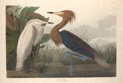 Purple Heron, 1835. av Robert Havell