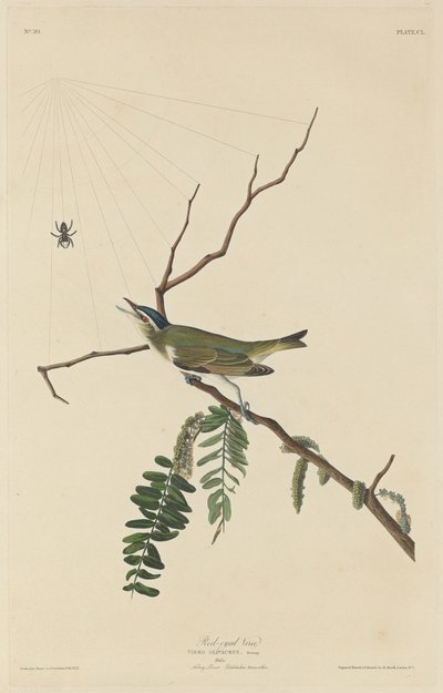 Rödögd Vireo, 1832. av Robert Havell