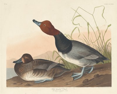 Rödhårig anka, 1836. av Robert Havell