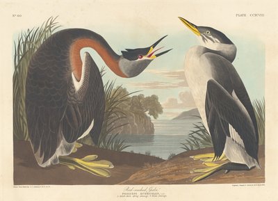 Rödhalsad dopping, 1836. av Robert Havell