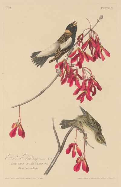 Rissparv, 1829. av Robert Havell