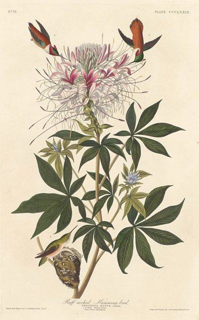 Ruffhalsad kolibri, 1837. av Robert Havell