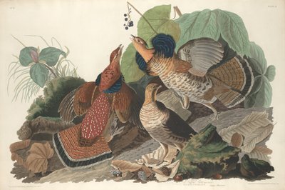 Ruffed Grouse, 1828. av Robert Havell