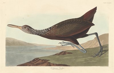 Scolopaceus Courlan, 1837. av Robert Havell