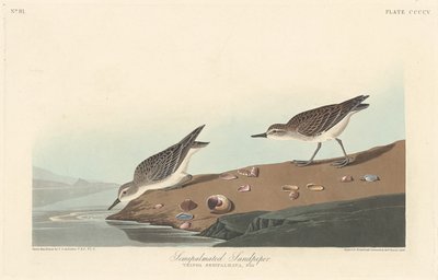 Halvpalmatad sandsnäppa, 1838. av Robert Havell
